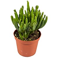 Crassula Ovata Horntree Grande Altura 20cm Suculenta Hobbit Jade Planta Natural